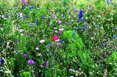 Logotrade corporate gift image of: Flowers mix seeds in envelope