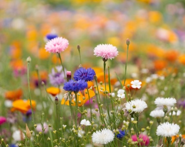 Logo trade promotional items image of: A4 wildflower seed paper sheet