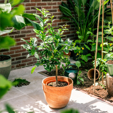 Logo trade promotional giveaways picture of: Treemore Letterbox Trees Kaffir Lemon