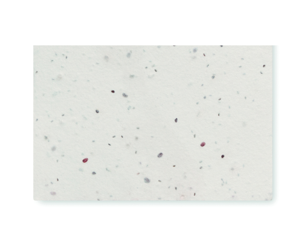 Logo trade promotional giveaway photo of: Wildflower seed business card.