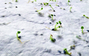 Логотрейд pекламные cувениры картинка: Wildflower seed business card.